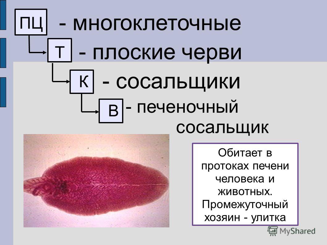 Ссылки на кракена и на мегу