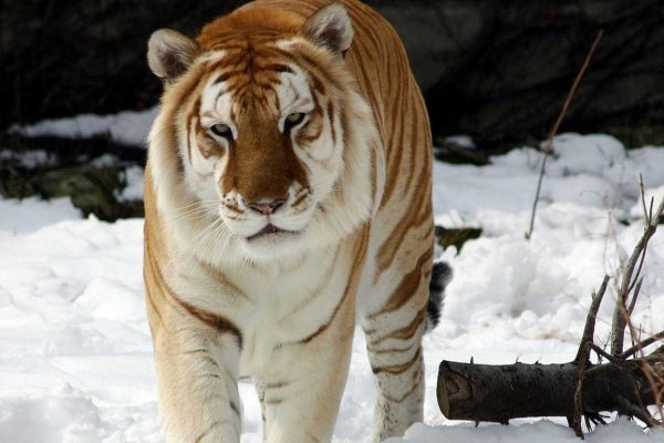 Сайты по продаже наркотиков
